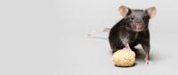 A black mouse standing on a small ball of food.